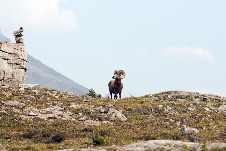 British Columbia Bighorn Sheep Hunts photo