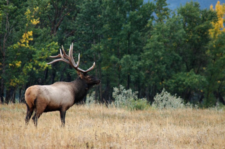 British Columbia Elk Hunts | Hunt FGS | BC Hunting Guides - Moose