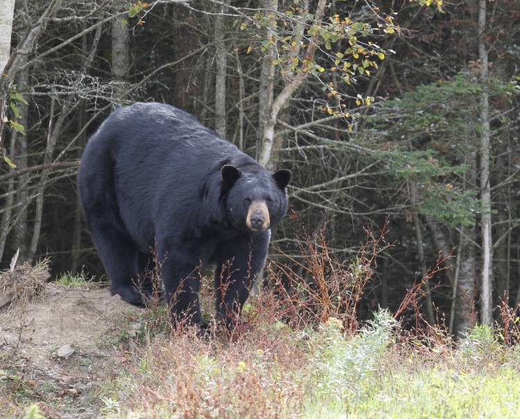 British Columbia Black Bear Hunts photo