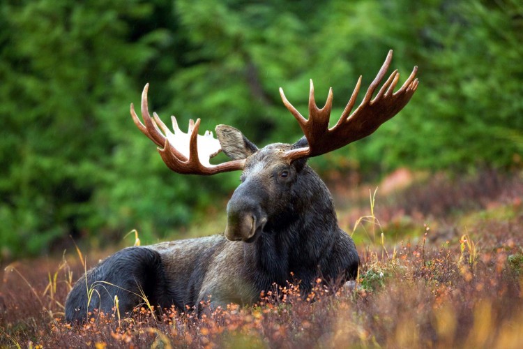 British Columbia Moose Hunts | Hunt FGS | BC Hunting Guides - Moose ...