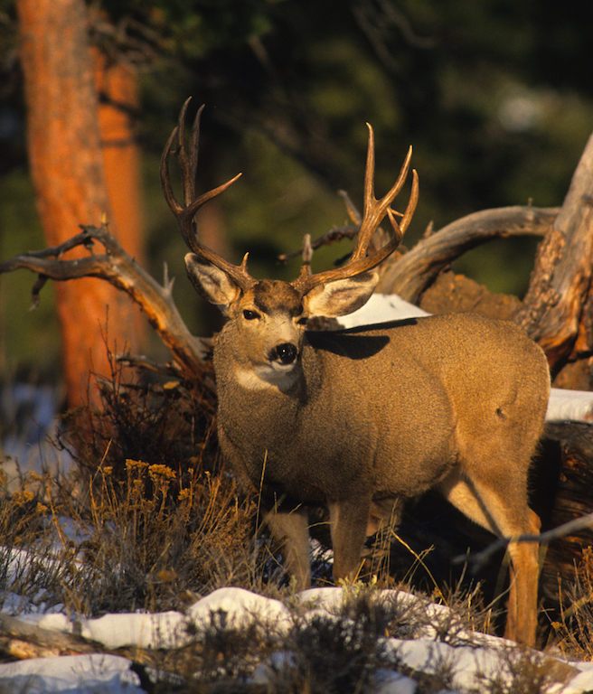 British Columbia Deer Hunts photo