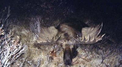 The History Of BC Moose Hunts photo
