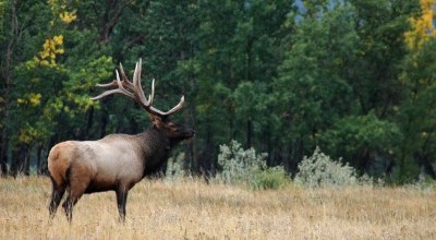 British Columbia Elk Hunts photo