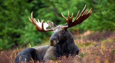 British Columbia Moose Hunts photo