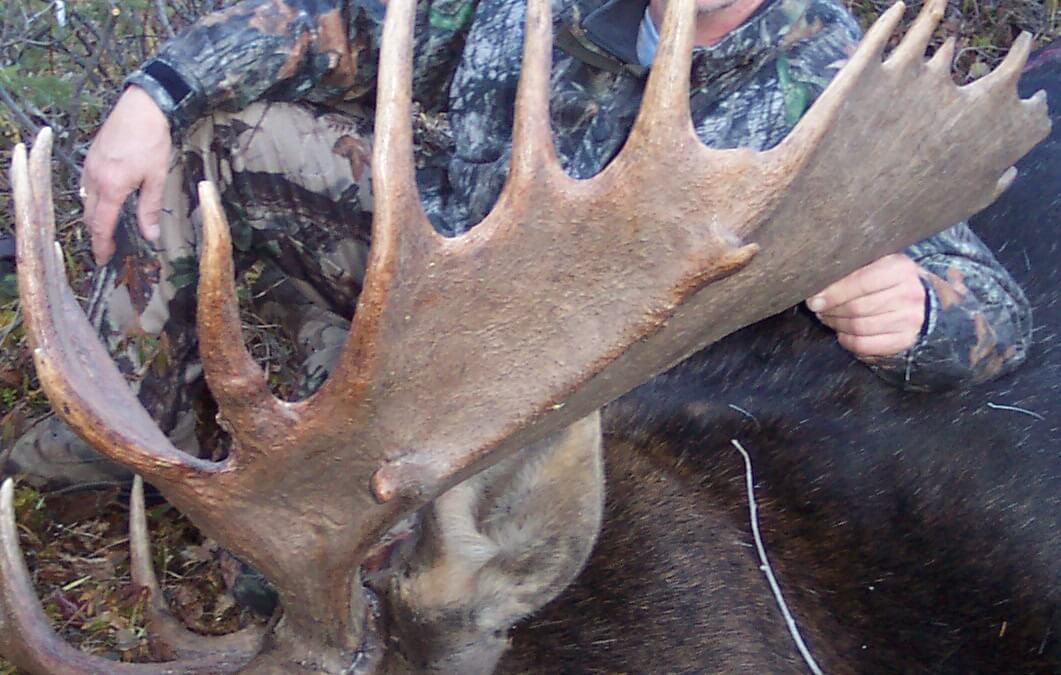 BC Moose Hunt