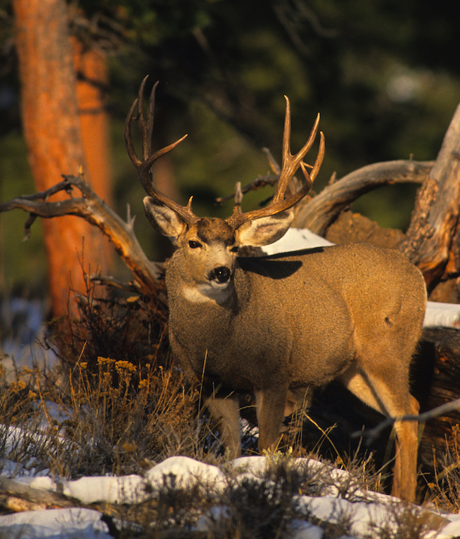 British Columbia Deer Hunts | Hunt FGS | BC Hunting Guides - Moose ...
